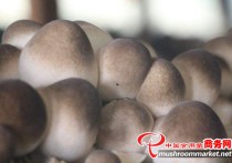江苏：淮安市淮阴区发展食用菌生态循环产业链_产业资讯_食用菌新闻_中国食用菌商务网